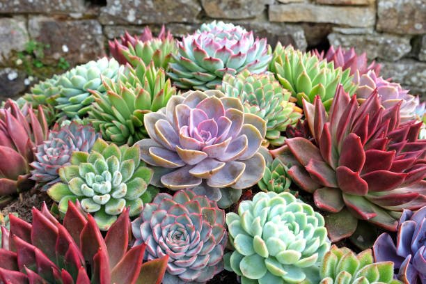 Green Succulent Planter